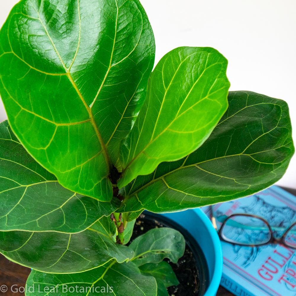 Dwarf Fiddle Leaf Fig (Bambino Fiddle Leaf) - Gold Leaf Botanicals