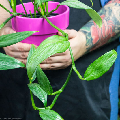 Epipremnum Amplissimum (Pothos amplifolia)