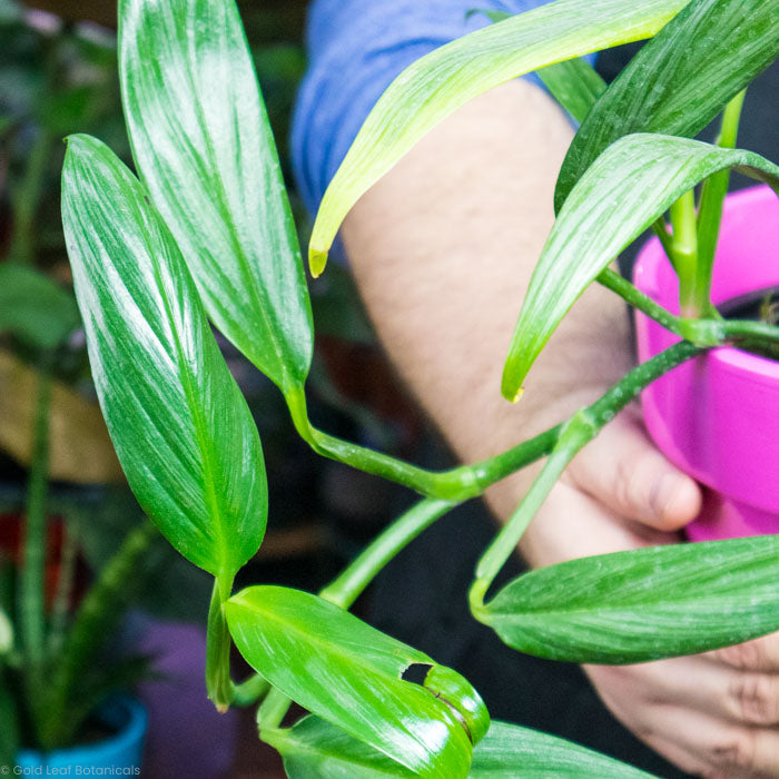 Epipremnum Amplissimum (Pothos amplifolia)