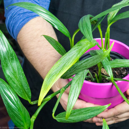 pothos amplifolia Epipremnum Amplissimum (Pothos amplifolia) Care