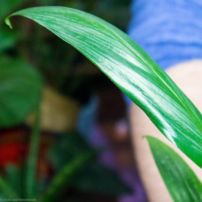 Epipremnum Amplissimum (Pothos amplifolia)