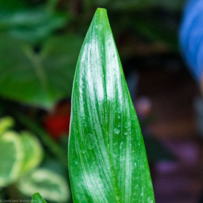 Epipremnum Amplissimum (Pothos amplifolia)