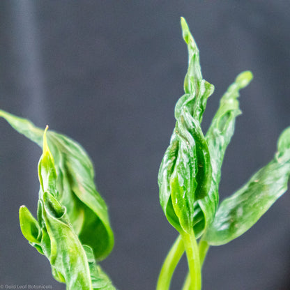 Epipremnum Aureum (Shangri La) Humidity