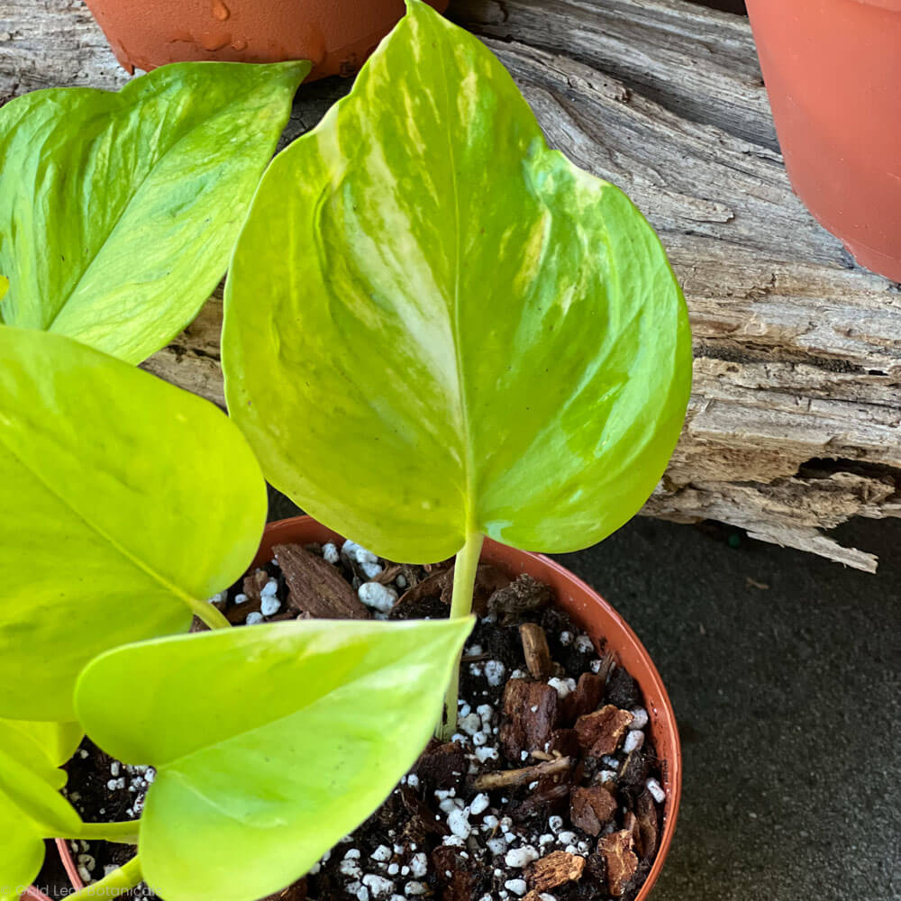 Epipremnum Champs Élysées plant leaf