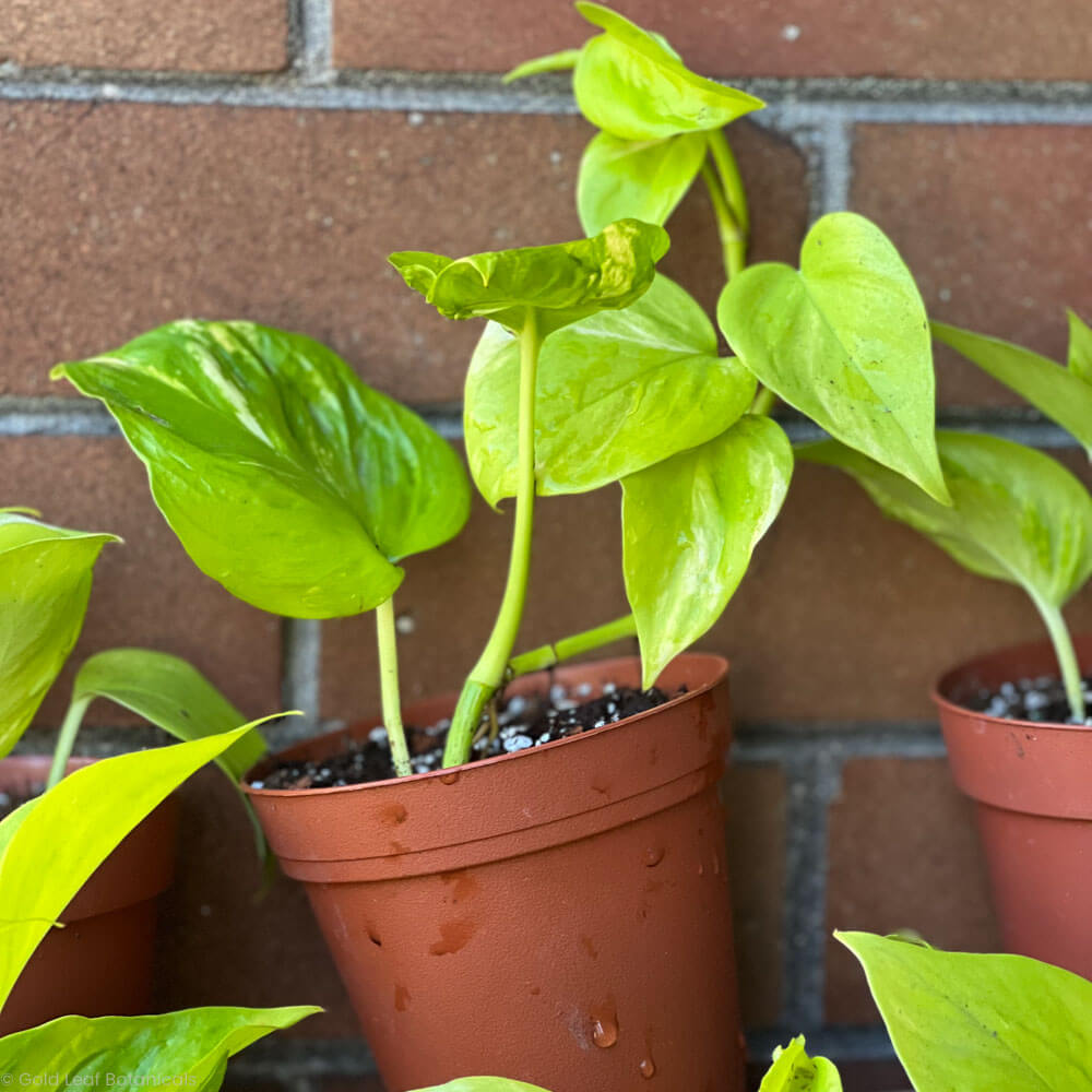 Epipremnum Champs Élysées Plant in a pot