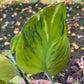 Epipremnum Champs Élysées zoomed in on a plant leaf