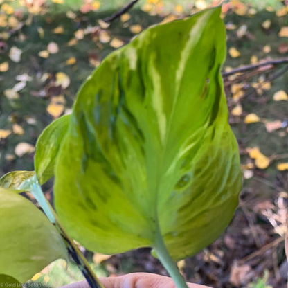 Epipremnum Champs Élysées zoomed in on a plant leaf