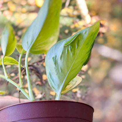 Epipremnum Champs Élysées Leaf