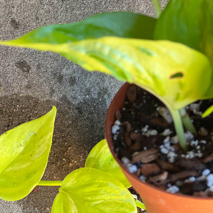 Epipremnum Champs Élysées in a plant pot