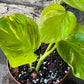 Epipremnum Champs Élysées plant close up photograph