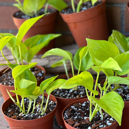 Epipremnum Champs Élysées plants together at plant nursery