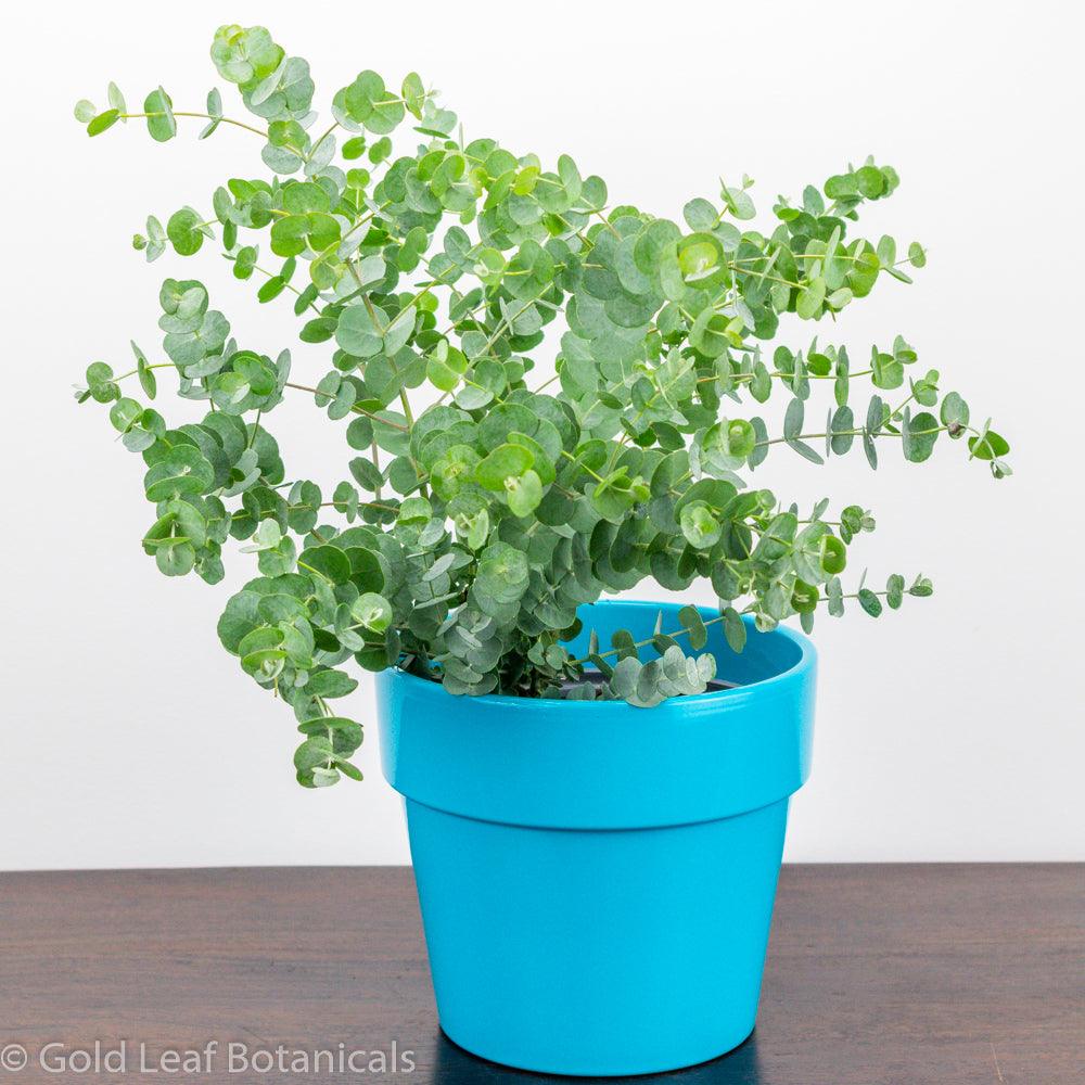 Eucalyptus Plants Indoor