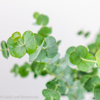 eucalyptus plant indoor care Eucalyptus Plant Care Guide