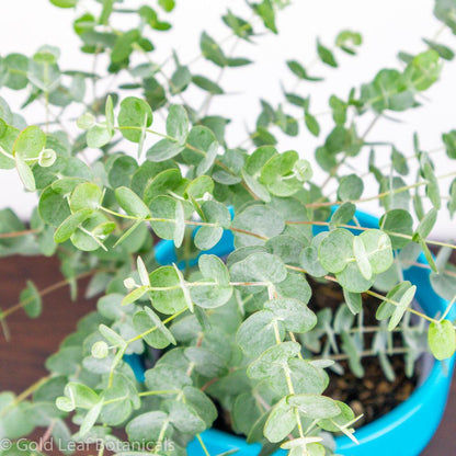 can you keep a eucalyptus plant indoors Eucalyptus Plant Care Guide