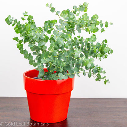 How to Care for Eucalyptus Stems: Expert Tips for Lasting Freshness