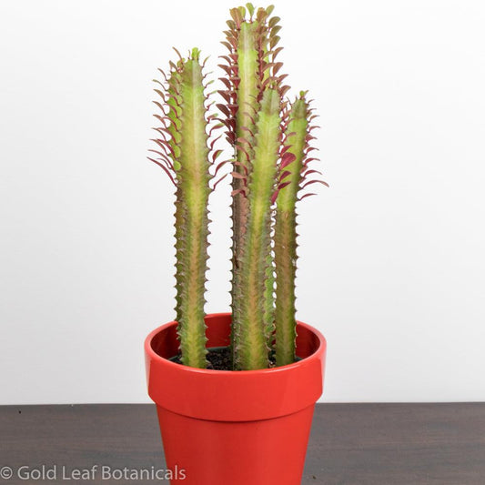 Euphorbia Trigona (Royal Red) - Gold Leaf Botanicals