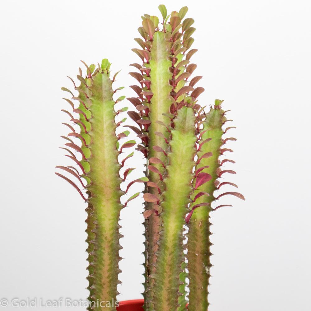 Euphorbia Trigona (Royal Red) - Gold Leaf Botanicals