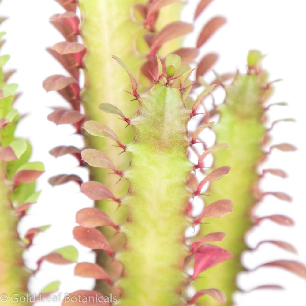 Euphorbia Trigona (Royal Red) - Gold Leaf Botanicals