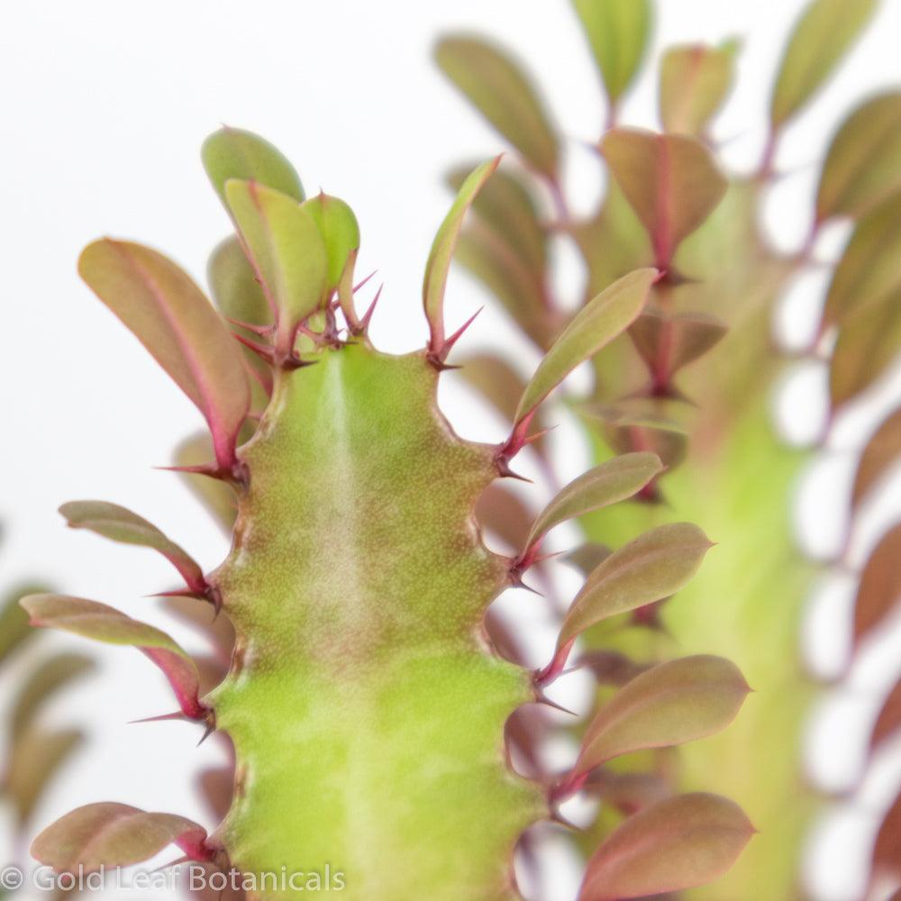 Euphorbia Trigona (Royal Red) - Gold Leaf Botanicals