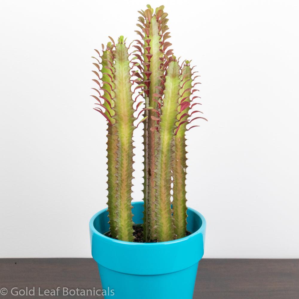 Euphorbia Trigona (Royal Red) - Gold Leaf Botanicals