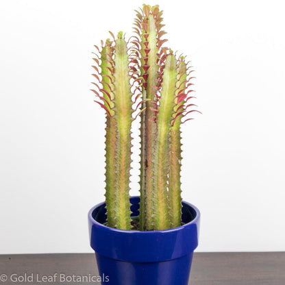 Euphorbia Trigona (Royal Red) - Gold Leaf Botanicals