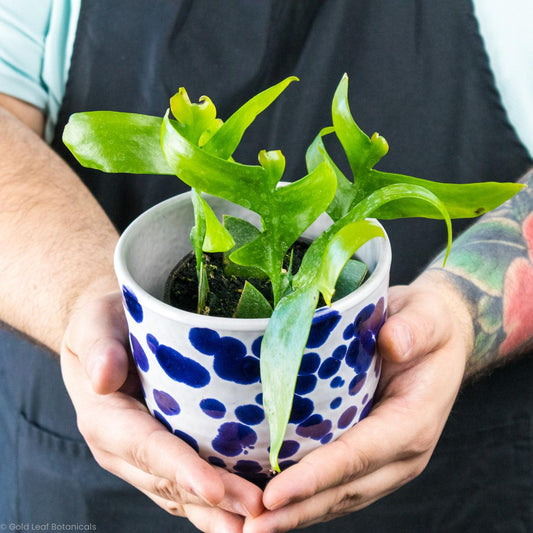 Fern Leaf Orchid Cactus - Gold Leaf Botanicals