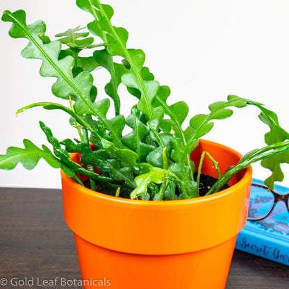 Fishbone (Rickrack) Cactus - Gold Leaf Botanicals