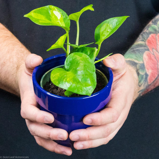 Global Green Pothos Care