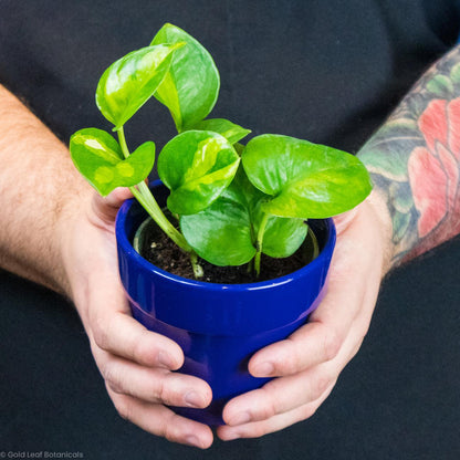 Global Green Pothos For Sale