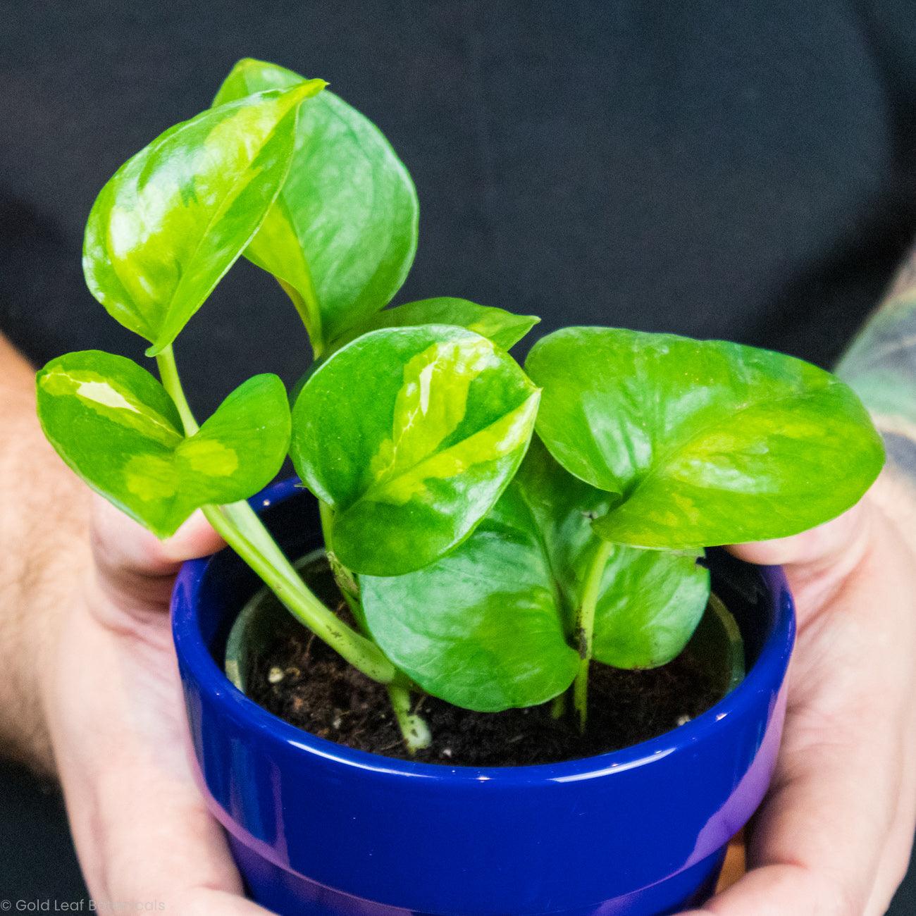 Global Green Pothos Rare