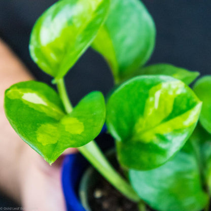 Global Green Pothos Water