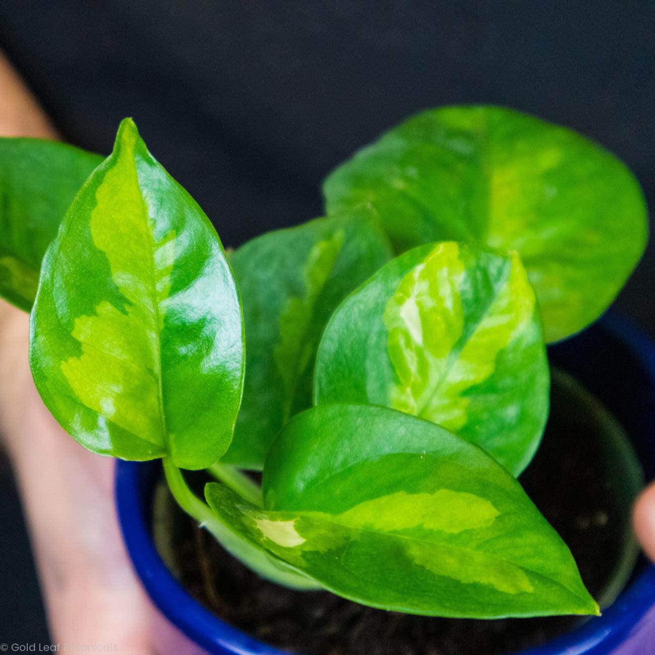 Global Green Pothos Soil