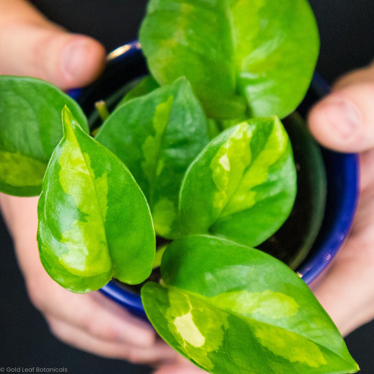 Global Green Pothos Sun