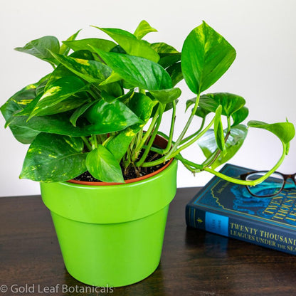 Buy Golden Pothos (Devils Ivy)