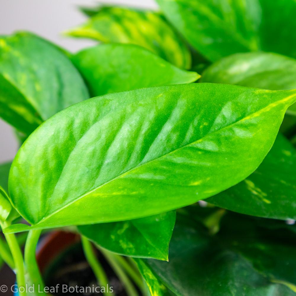 Golden Pothos (Devils Ivy) Ontario Canada