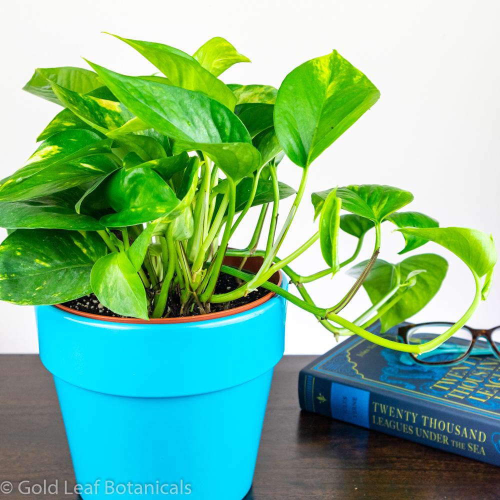 Golden Pothos (Devils Ivy) Water and Sun