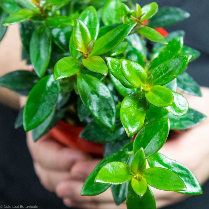 Goldfish Plant Black Gold