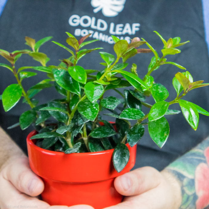 Goldfish Plant Black Gold