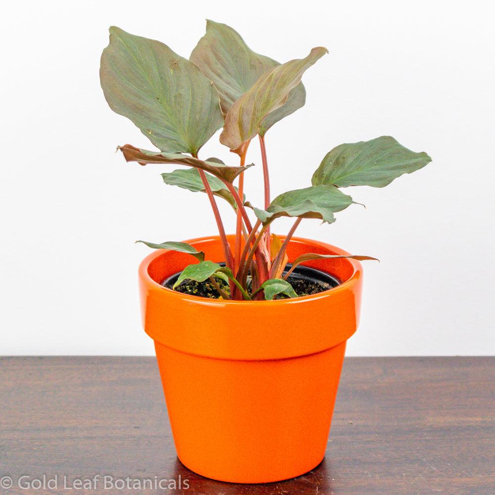 Buy Homalomena Flaming Red