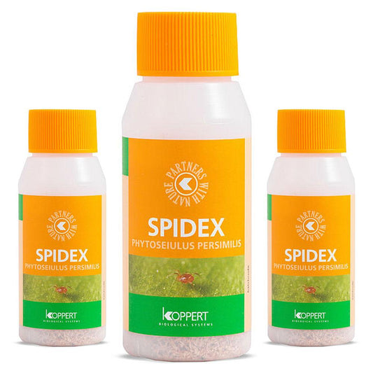 Koppert's Spider Mite Solutions: Spidex - Gold Leaf Botanicals