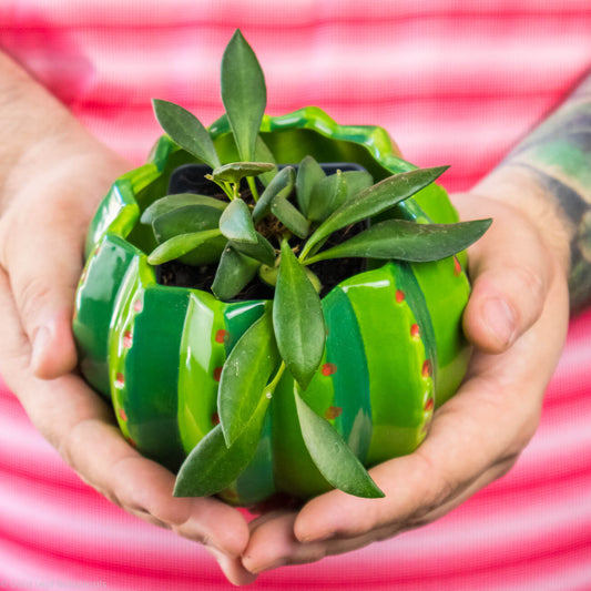 Hoya Bilobata