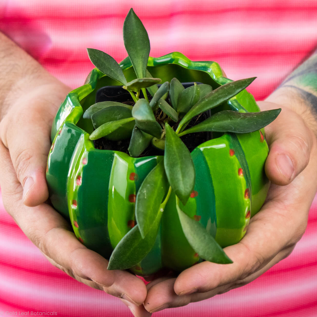 Hoya Bilobata