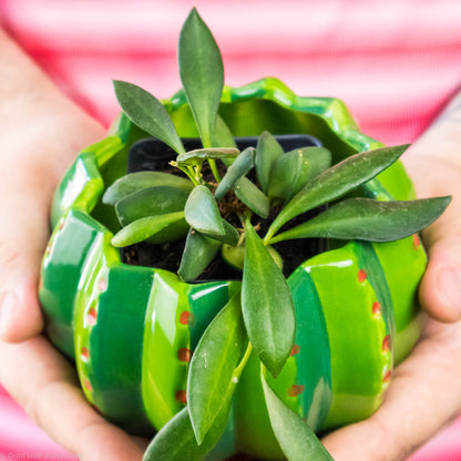 Hoya Bilobata