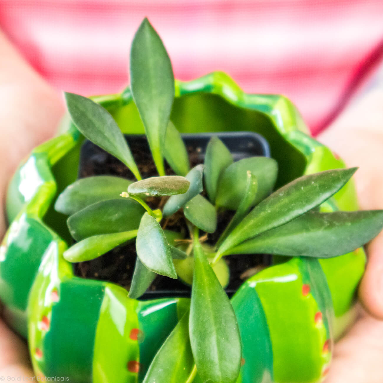 Hoya Bilobata Care