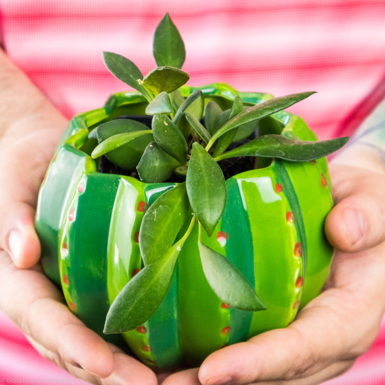 Hoya Bilobata