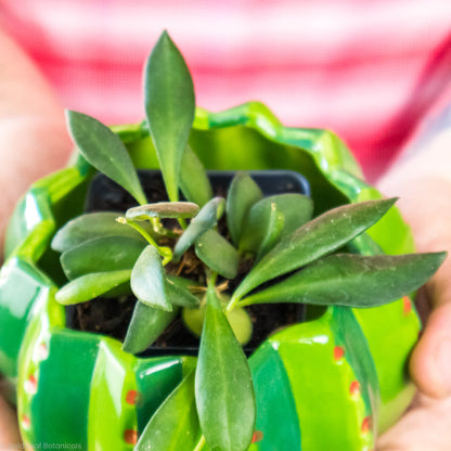 Hoya Bilobata Care