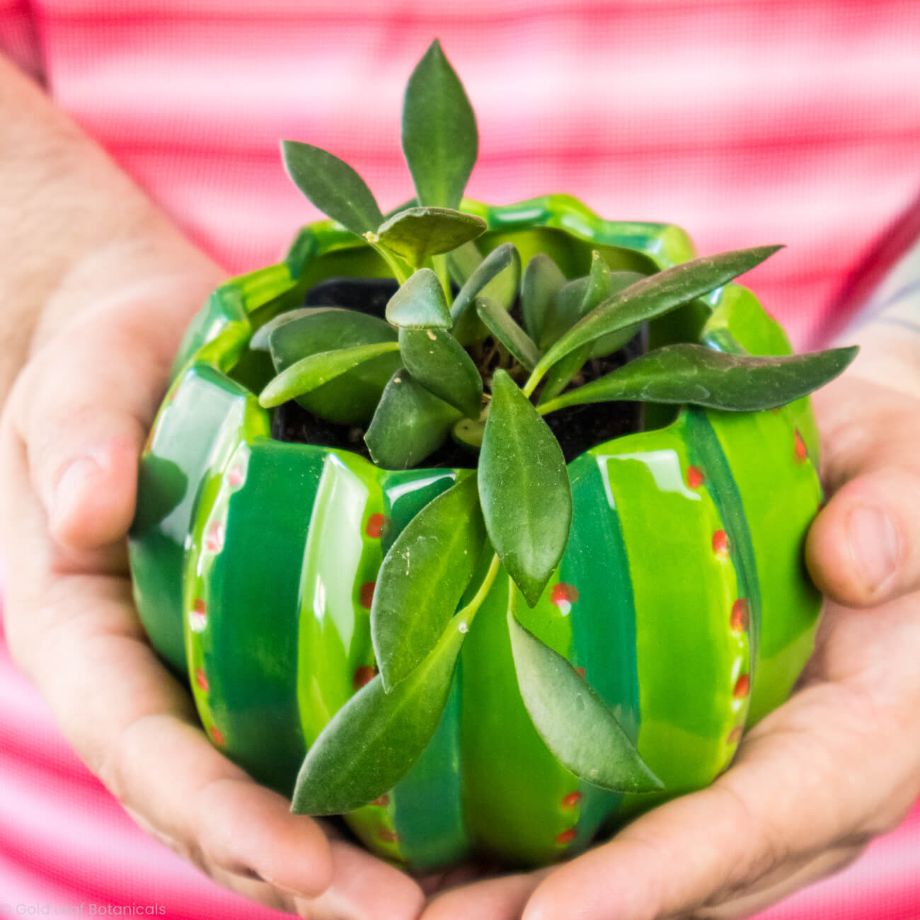 Hoya Bilobata Care