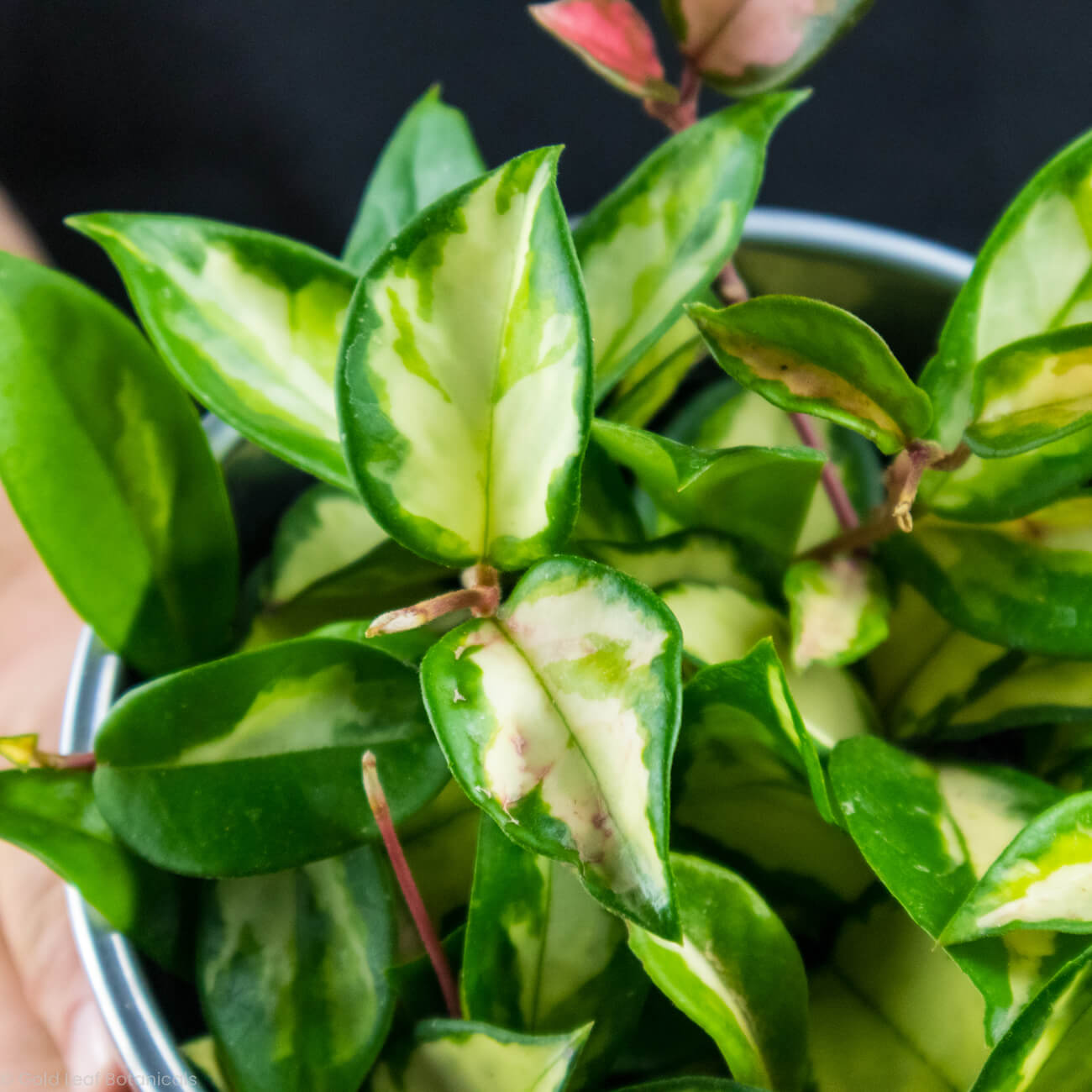 Hoya Exotica