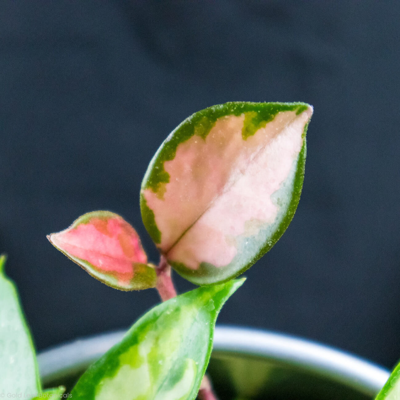 Hoya Exotica