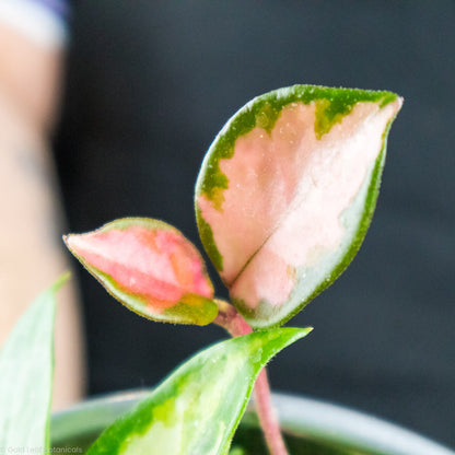 Hoya Exotica